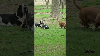 Trio of bassets #bassethound #puppy