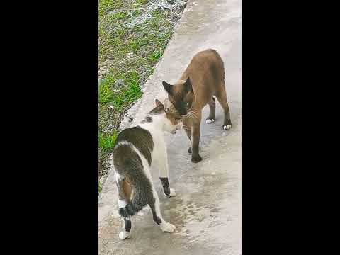 loud cat fight sounds loud cat fight sounds