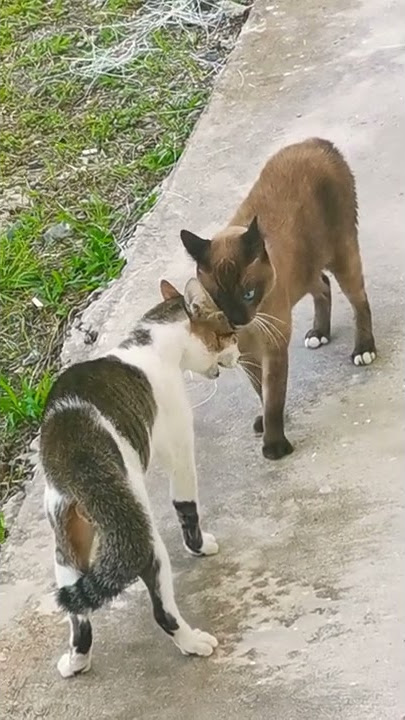 Efek Suara Perkelahian Kucing