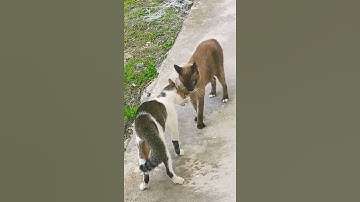 Thumbnail of Cat Fight Sound Effect