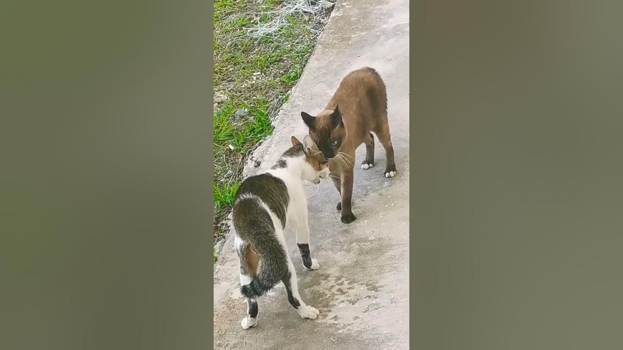 Cat Fight Sound Effect