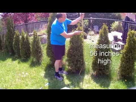 Como a crescer mais Cedars esmeralda com Miracle Gro Evergreen Fertilizer Spikes