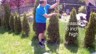 How To Grow Bigger Emerald Cedars with Miracle Gro Evergreen Fertilizer Spikes