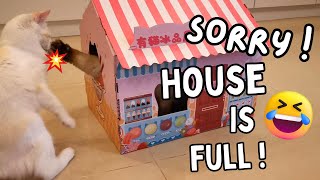 Cat House Fight : Mocha vs. Eli !😺🏠 by Eli & Mocha 271 views 3 months ago 47 seconds