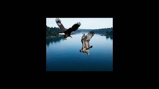 Pertarungan Hidup Dan Mati Elang Vs Burung Hantu