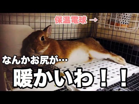 ウサギのケージに保温電球付けてたけど外した理由 369 Youtube