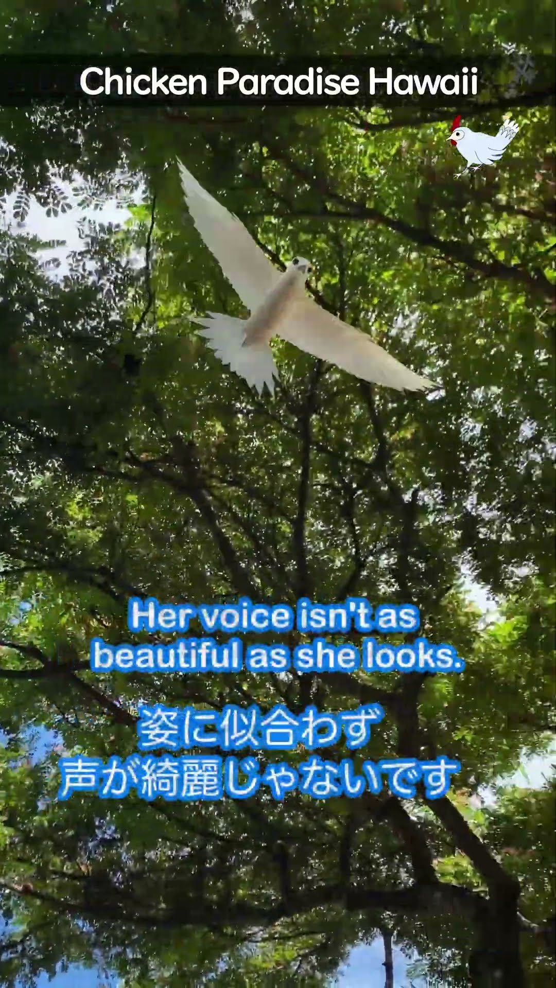 Manu-o-Kū, the white tern