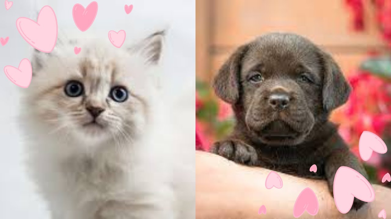 video divertenti di cani e gatti