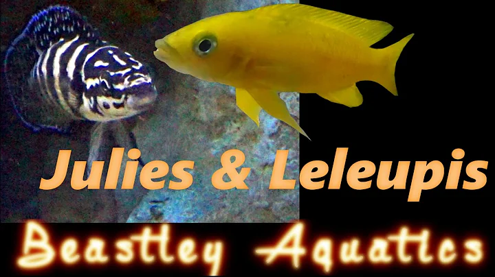 How to keep and breed Neolamprolagus leleupi and J...