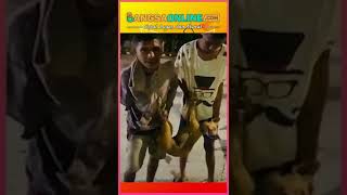 masih untung masih di suruh nyanyi|pencuri anjing|viral|tiktok #shorts #viral #tiktok #bangsaonline
