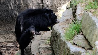 Introducing Our Sloth Bear Cubs Ly On Exhibit