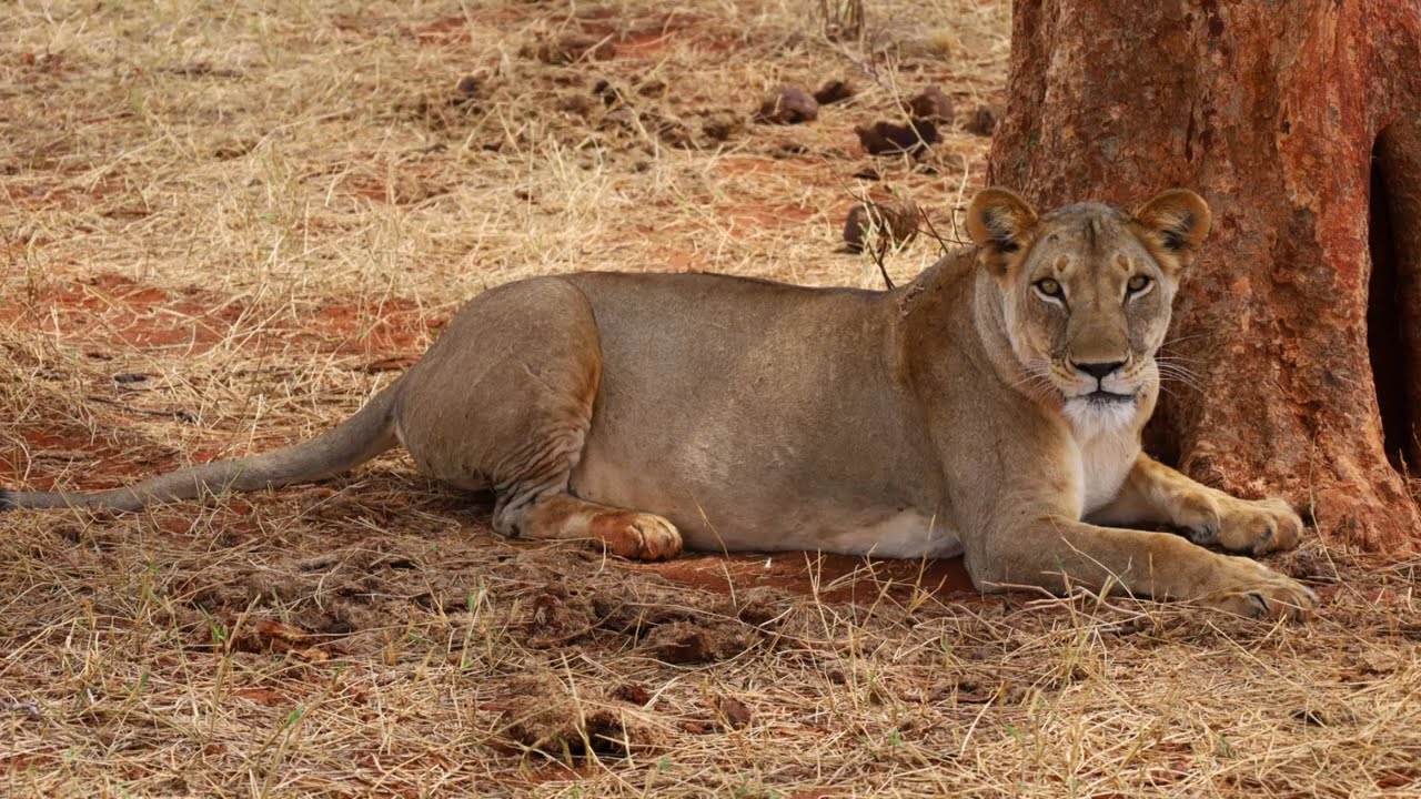 Safari Kenya  Ottobre 2025 1