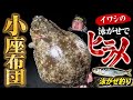 【泳がせ釣り】イワシ爆沸!泳がせ爆釣!【福島県いわき市】