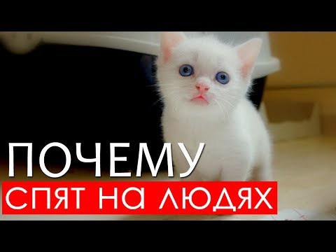 Почему кошки спят на человеке?