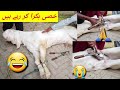 khassi bakra || khansi karane Ka Tarika  ||بکرے کو خصی کرنے کا طریقہ 😭|| machine khassi bakra