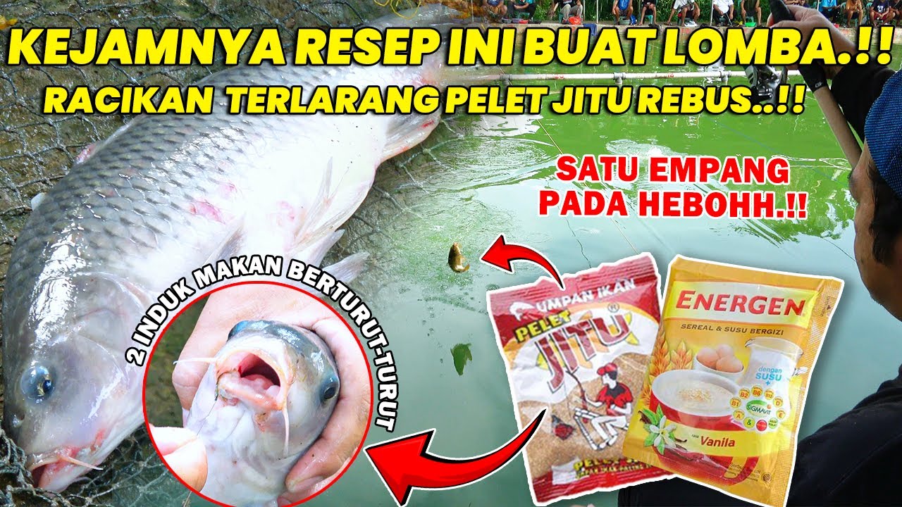 BIKIN SATU EMPANG HEBOHH !! UMPAN LARANGAN PELET JITU REBUS BUAT LOMBA HASILNYA MENGGILA  ❗❗