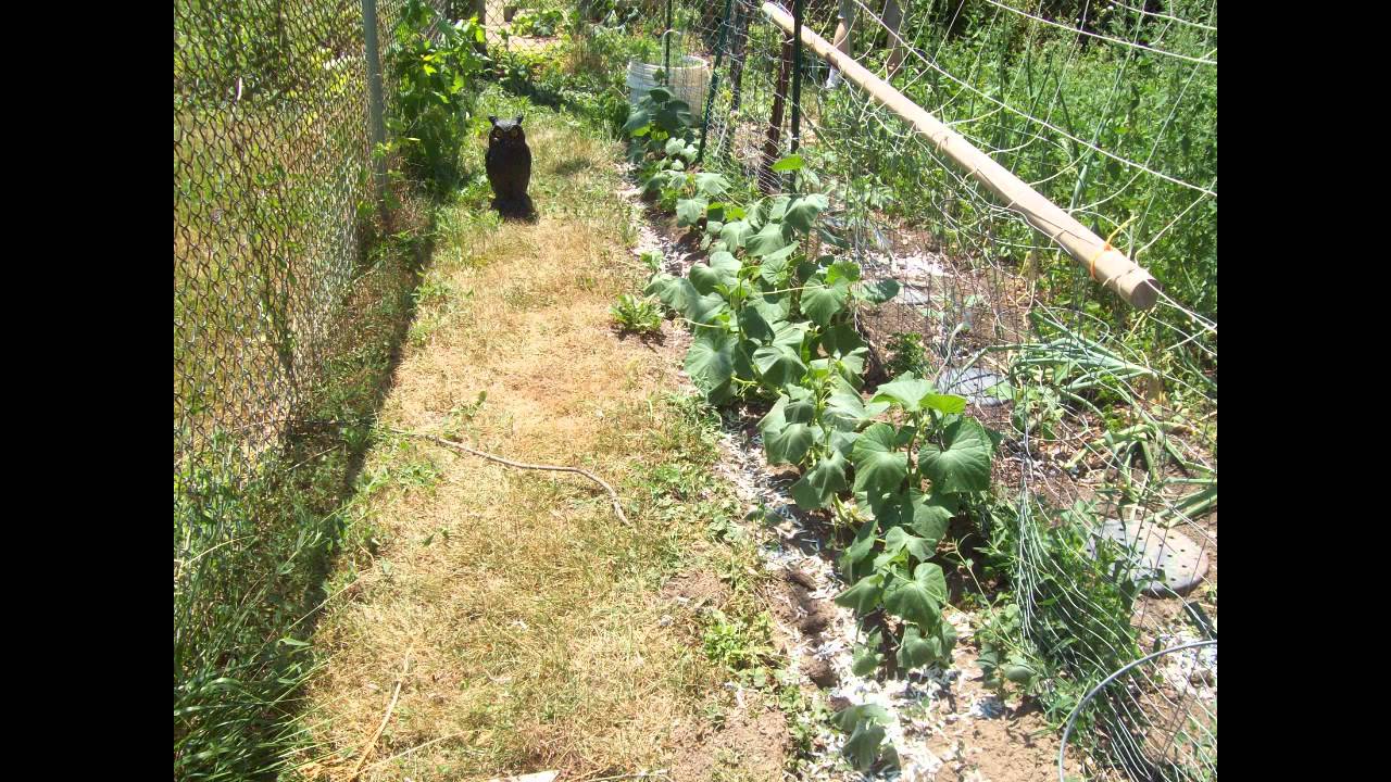 Planning to Plant in 2013 The Wisconsin Vegetable Gardener Visual