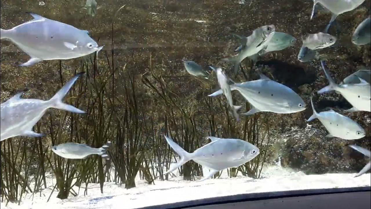 1 Odysseo Aquarium Port Louis, Mauritius YouTube