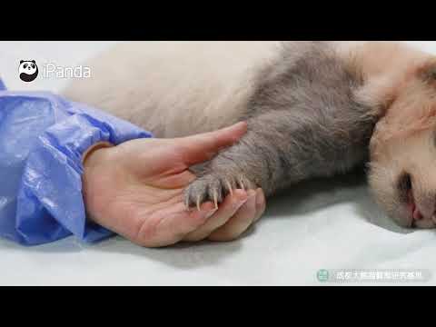 熊猫panda“绩笑”成长日志