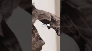 Celebrity Why Programmers Say “Debug” – Shocking Origin! #shorts Profile