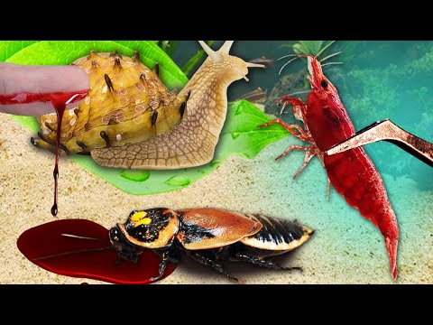 100 Видов ФАУНЫ в Одном МЕГА Террариуме: АКВАЗОНА