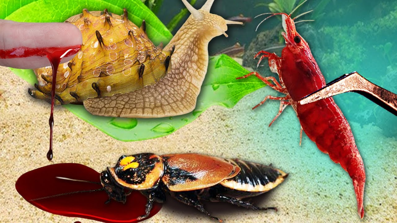 100 Видов ФАУНЫ в Одном МЕГА Террариуме: АКВАЗОНА