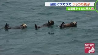 波間にプカプカ 仲良しラッコ「ピーピー」子供が泣いて母さんラッコが取った行動は？…愛らしい姿に遭遇 (20/06/11 19:15)