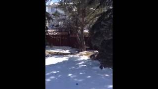 Puppy Easter egg hunt