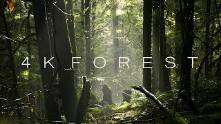 4K Forest - Cinematic Forest - 4K Nature Video Ultra Hd