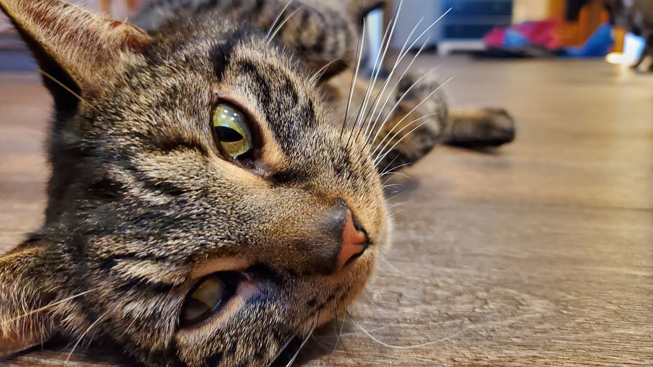 Missing Cat Returns After a Month in Harsh Winter Conditions - YouTube