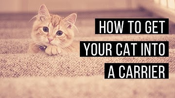 Tips for using cat carriers