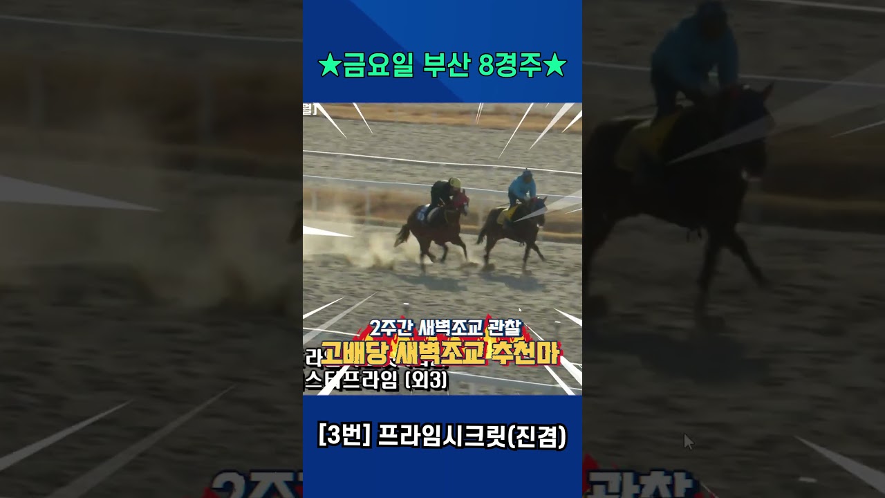 2월27일 금요일 부산 8경주!! 2주간 훈련변화 보인 강백호의 새벽조교 쏘스마!!#강백호경마 #shorts