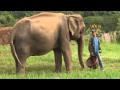 Elephant Rescue from Street Begging Update