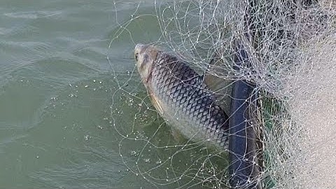 Trận Chiến Sông Tiền trúng mánh Dính Được 3Con cá cóc phề | 3 fish toads