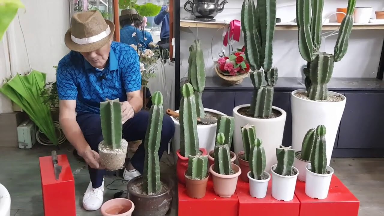 규명각(귀면각)의 삽목, 번식, 재배, 관리 방법 - 원예사랑