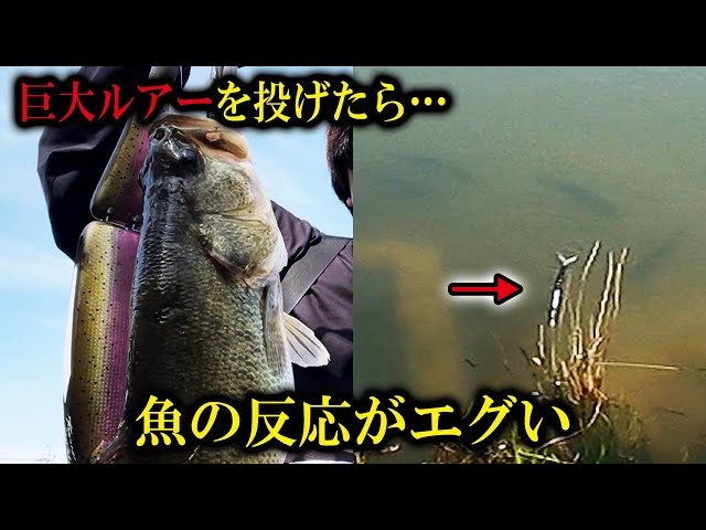 バス釣り】DRT klashFRENZY に群がる巨バス・・・【神回】 - YouTube
