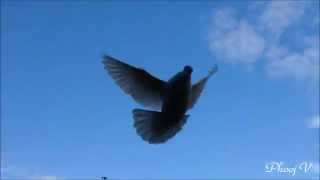 Calling Down Cuban Pouter Pigeon - White - Training