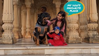 Public reaction on jerry | the rott in public  | funny dog videos |