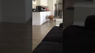Dog Jumps On Couch #shorts #dogshorts #goldendoodle