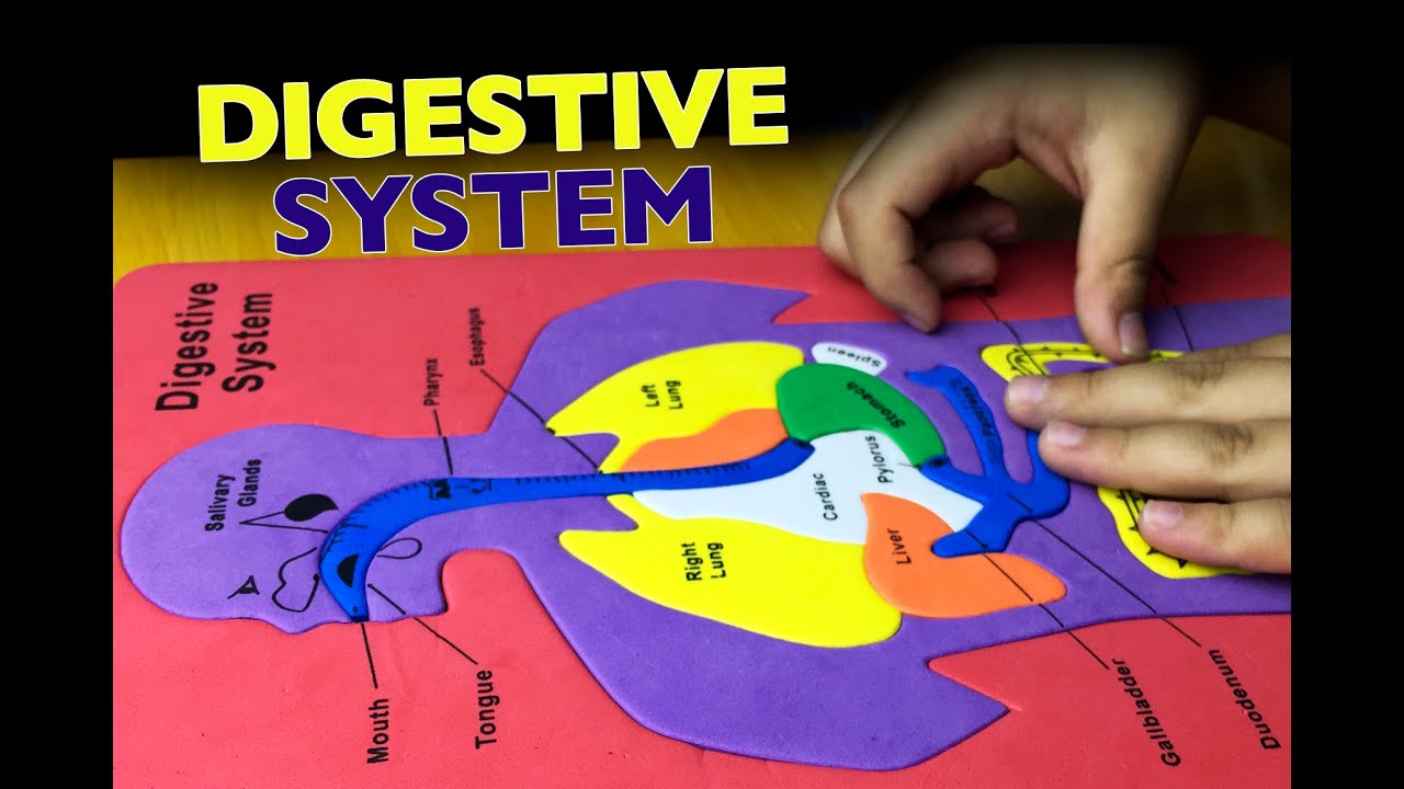 of grade for worksheet 1 parts body the Parts. kids System Body puzzle Squishy Human for Digestive of grade for worksheet 1 parts body the Parts. kids System Body puzzle Squishy Human for Digestive