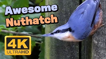 Awesome Nuthatch - One of the UK