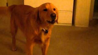 Golden retriever, Cooper a year later with jingle bell sing along toy