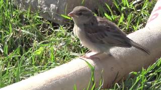 House Sparrow | Домовый воробей | Passer domesticus House Sparrow | Домовый воробей | Passer domesticus