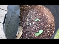 How To Use Grow Bags