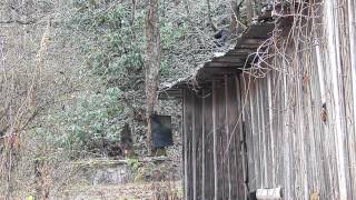 1/2 lb of Tannerite Vs Stump