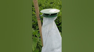 Pheromone traps in brinjal field!! moth fly!! viral shorts