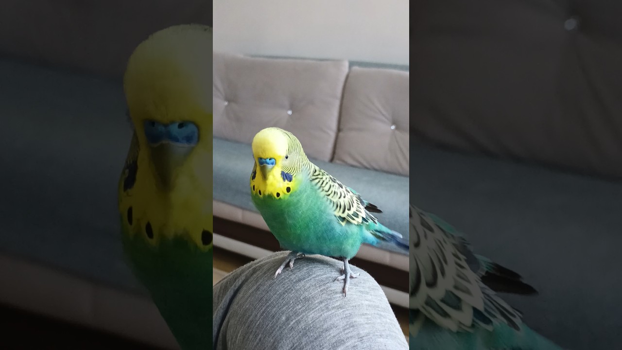 Dans #birds #talkingparot #budgies #dinlendiricisesler #parrot #birdsong #parakeet #lovebirds #cute