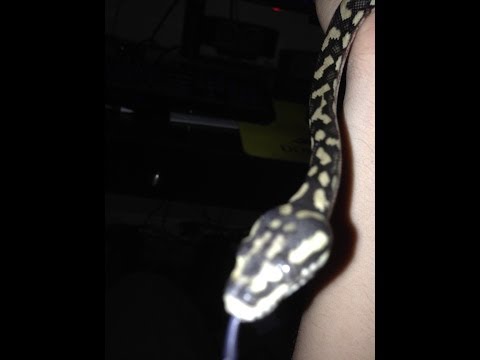 Jayme the Curious Baby Carpet Python says HI