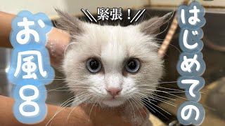 Ragdoll kitten, went to a trimming salon (shampoo).