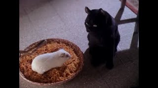 картинка: Кот Сэйлем и крепкая дружба. Сабрина - маленькая ведьма.